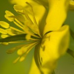 20090419-schoellkraut