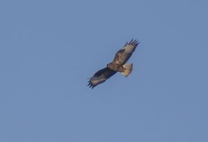 Mäusebussard(?) über dem Steinbruch in Mannersdorf